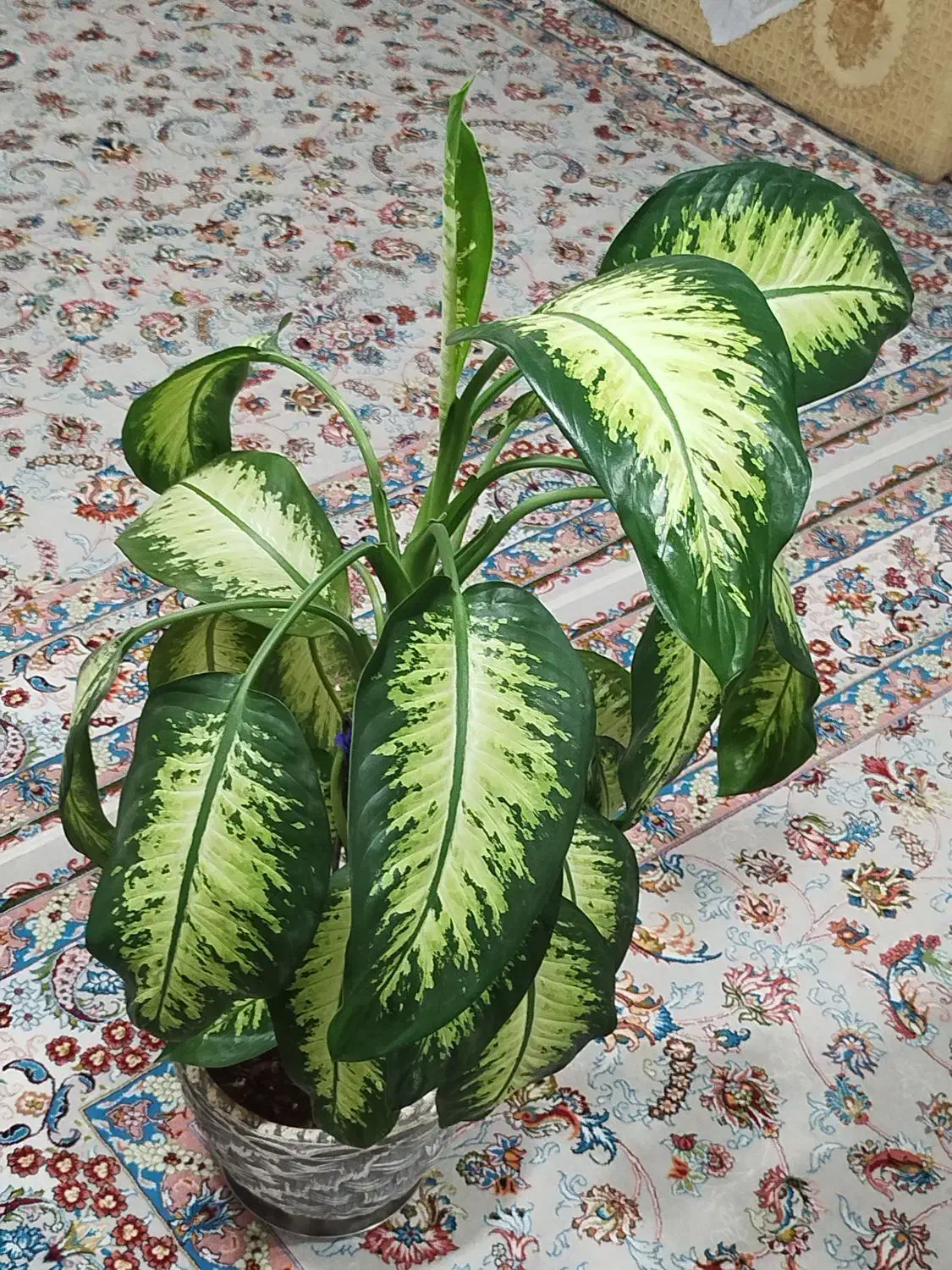 گل دیفن|گل و گیاه طبیعی|زرنه, |دیوار