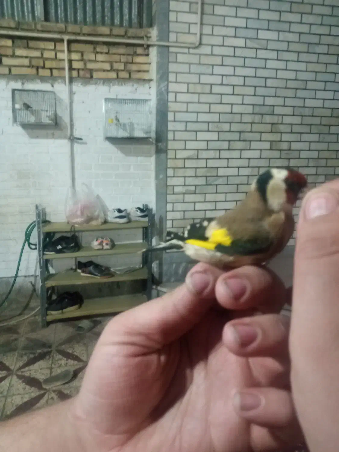 سهره وحش و جفتی قناری|پرنده|اندیمشک, |دیوار