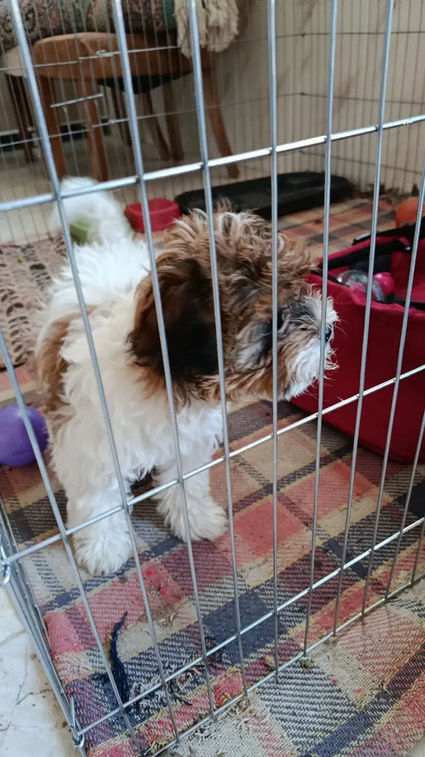 شیتزو|سگ|یزد, |دیوار