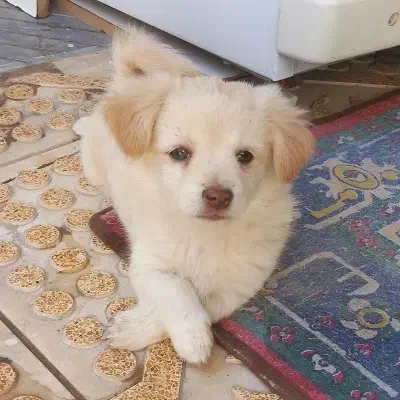 برفی.|سگ|بناب, |دیوار