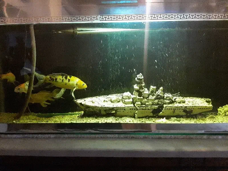 ماهی کوی|ماهی|تهران, افسریه شمالی|دیوار