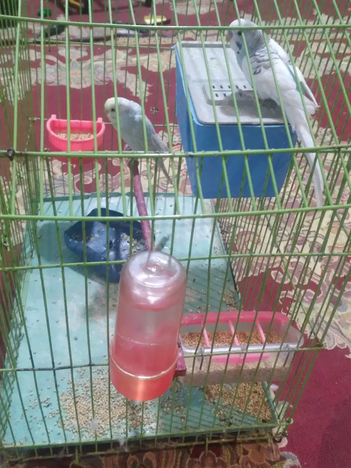 مرغ عشق|پرنده|بجنورد, |دیوار