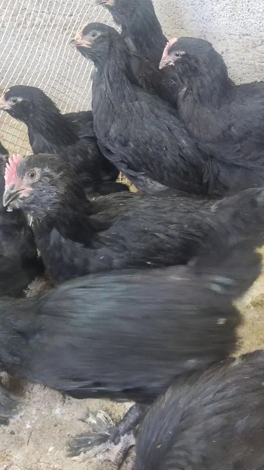 جوجه مرندی دوماهه|حیوانات مزرعه|اسکو, |دیوار