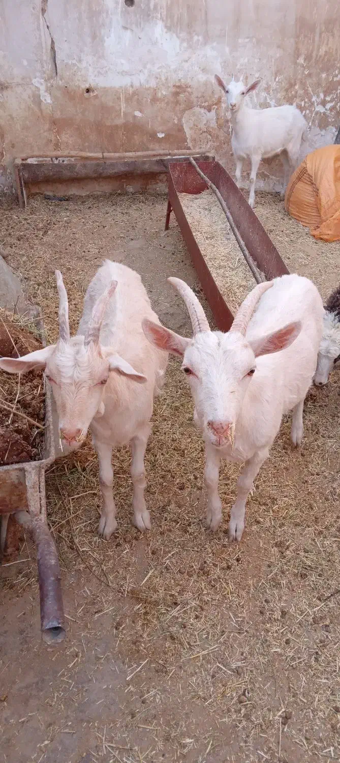 بز جنس سانن و زیبا|حیوانات مزرعه|سرپل ذهاب, |دیوار