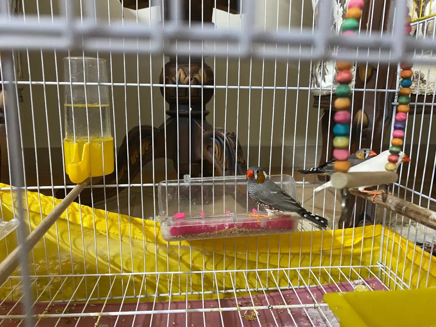 واگذاری فنچ فقط به پاسیودار|پرنده|کرج, چهارصد دستگاه|دیوار