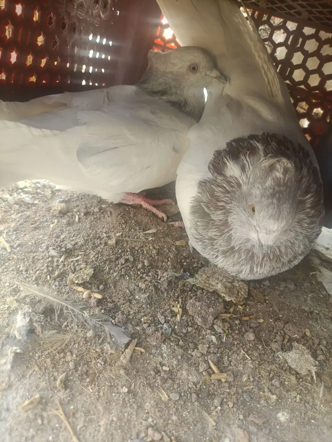 کفتر|پرنده|بم, |دیوار