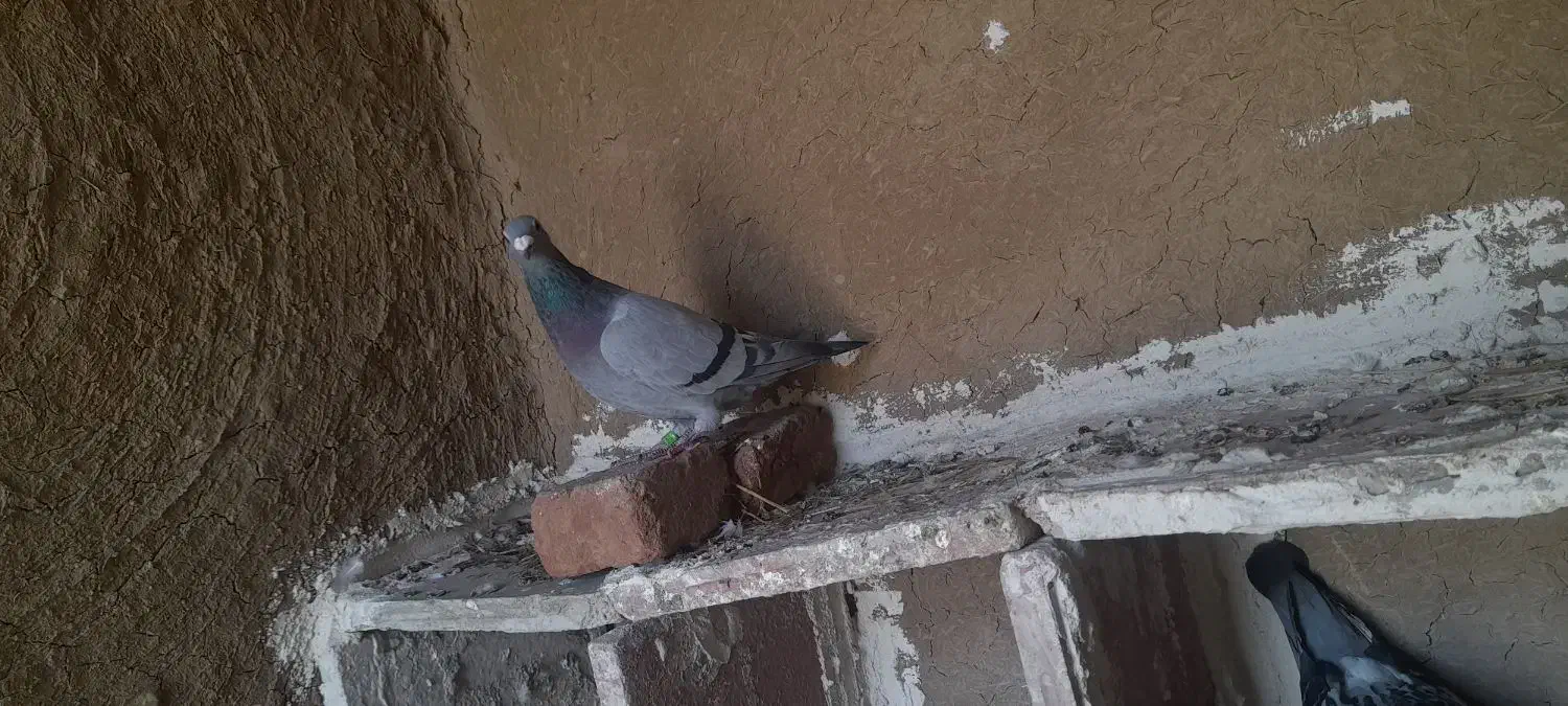 سبرماده|پرنده|نمین, |دیوار