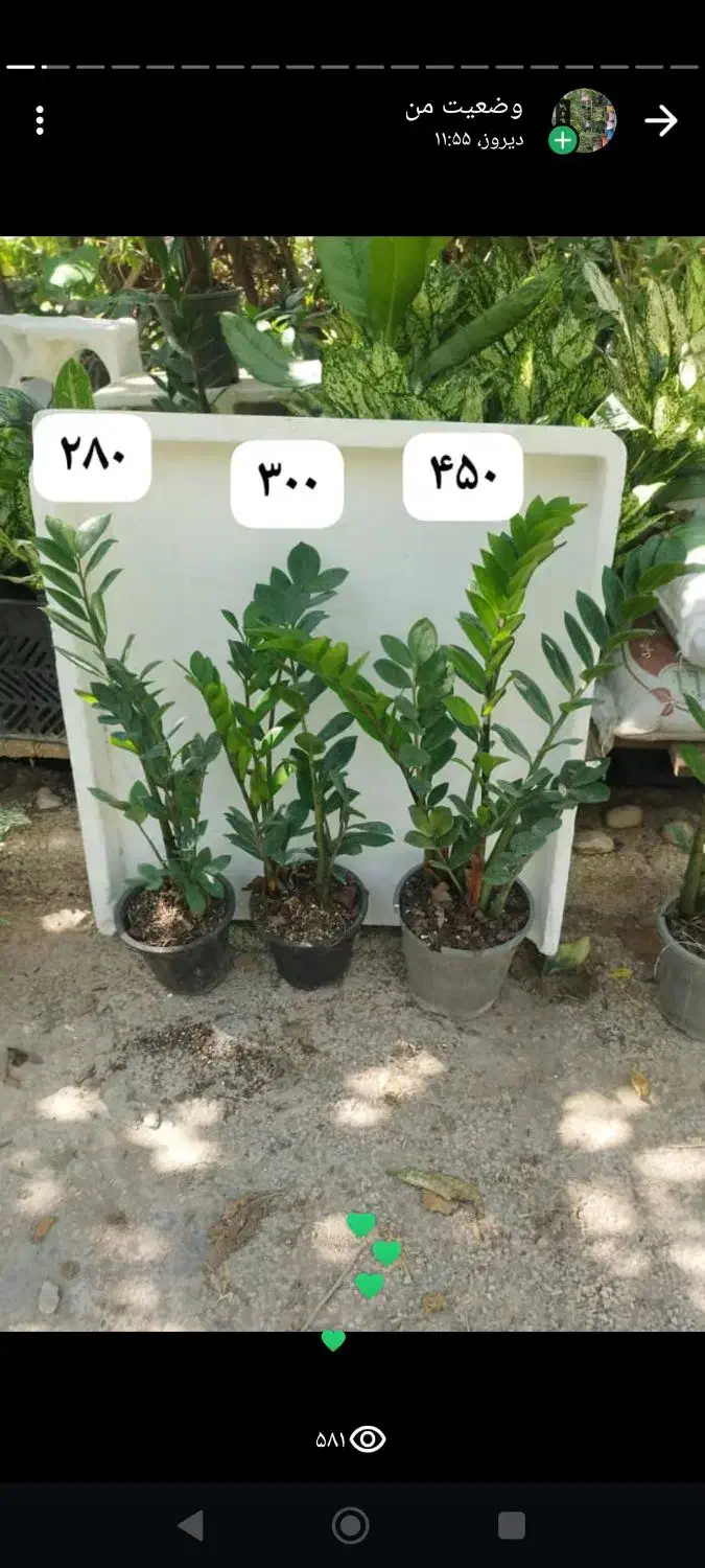 دیفن|گل و گیاه طبیعی|بوشهر, |دیوار