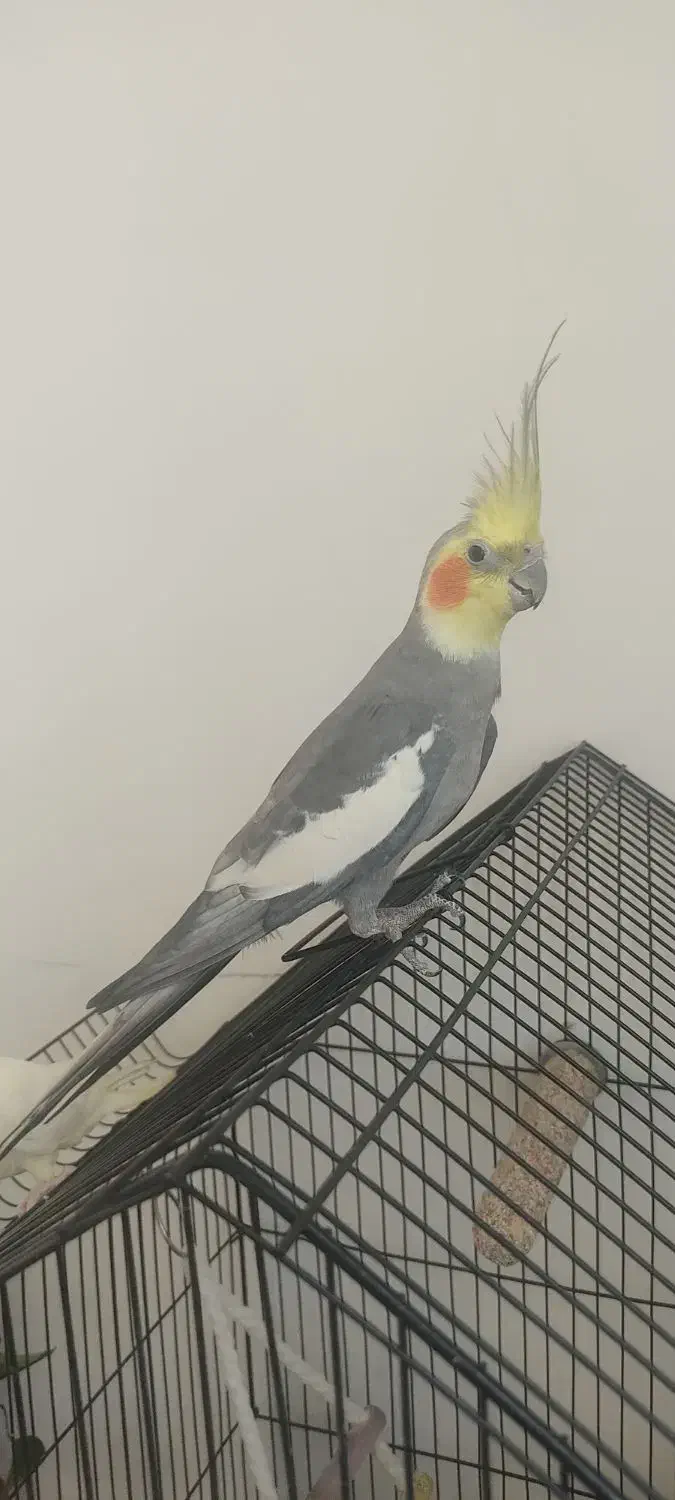 جفت طوطی عروس هلندی با قفس و لوازم|پرنده|قروه, |دیوار