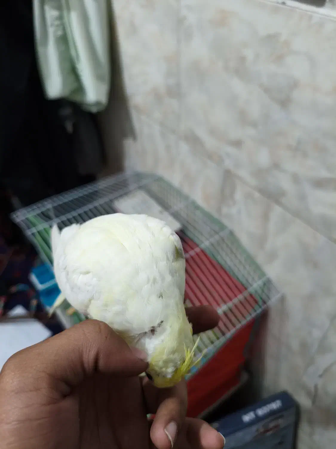 عروس هلندی دستی|پرنده|سیرجان, |دیوار