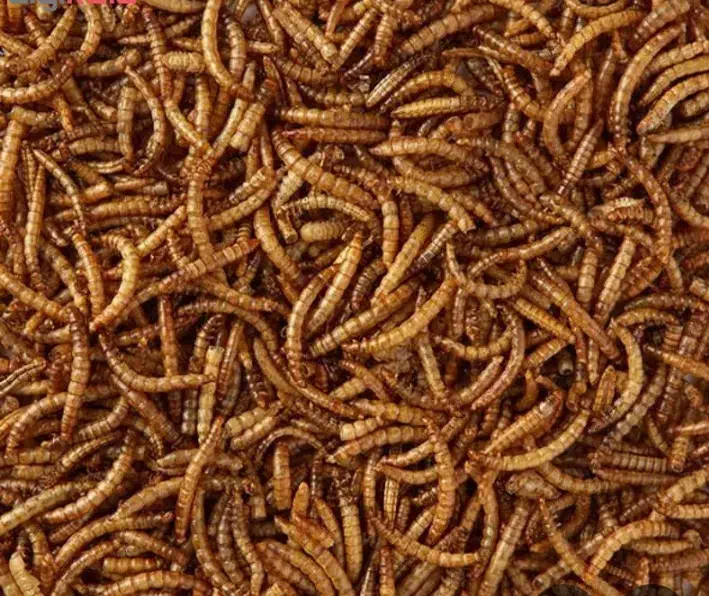 فروش میلورم|خزنده|دوتپه, |دیوار