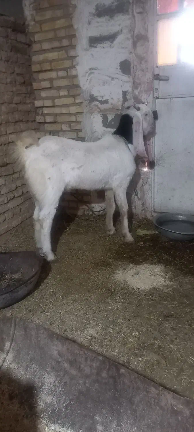 بز نر گلابی|حیوانات مزرعه|شوشتر, |دیوار