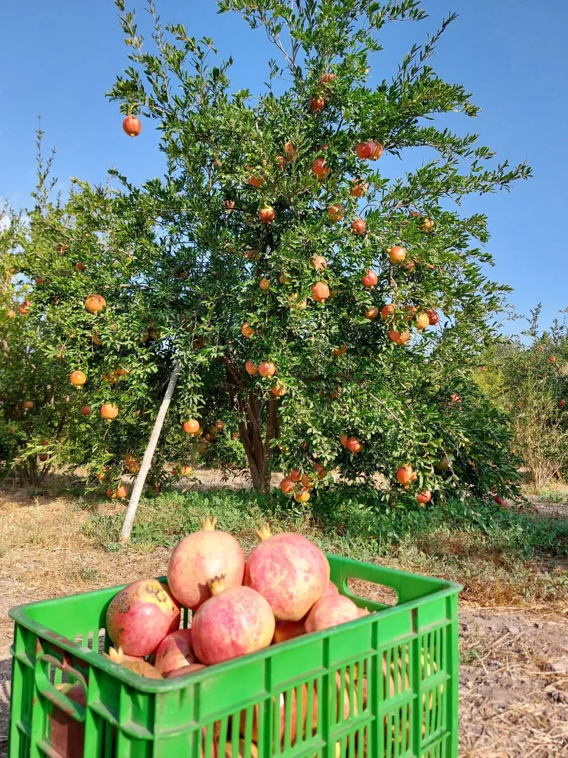 انار سنگان  طارم|عمدهفروشی|رشت, بلوار گیلان|دیوار