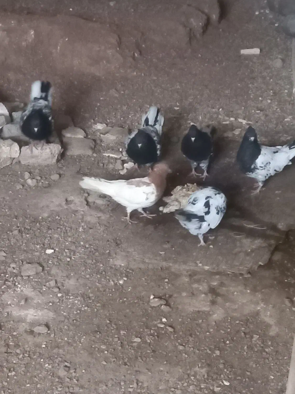 کله ای|پرنده|مسجد سلیمان, |دیوار