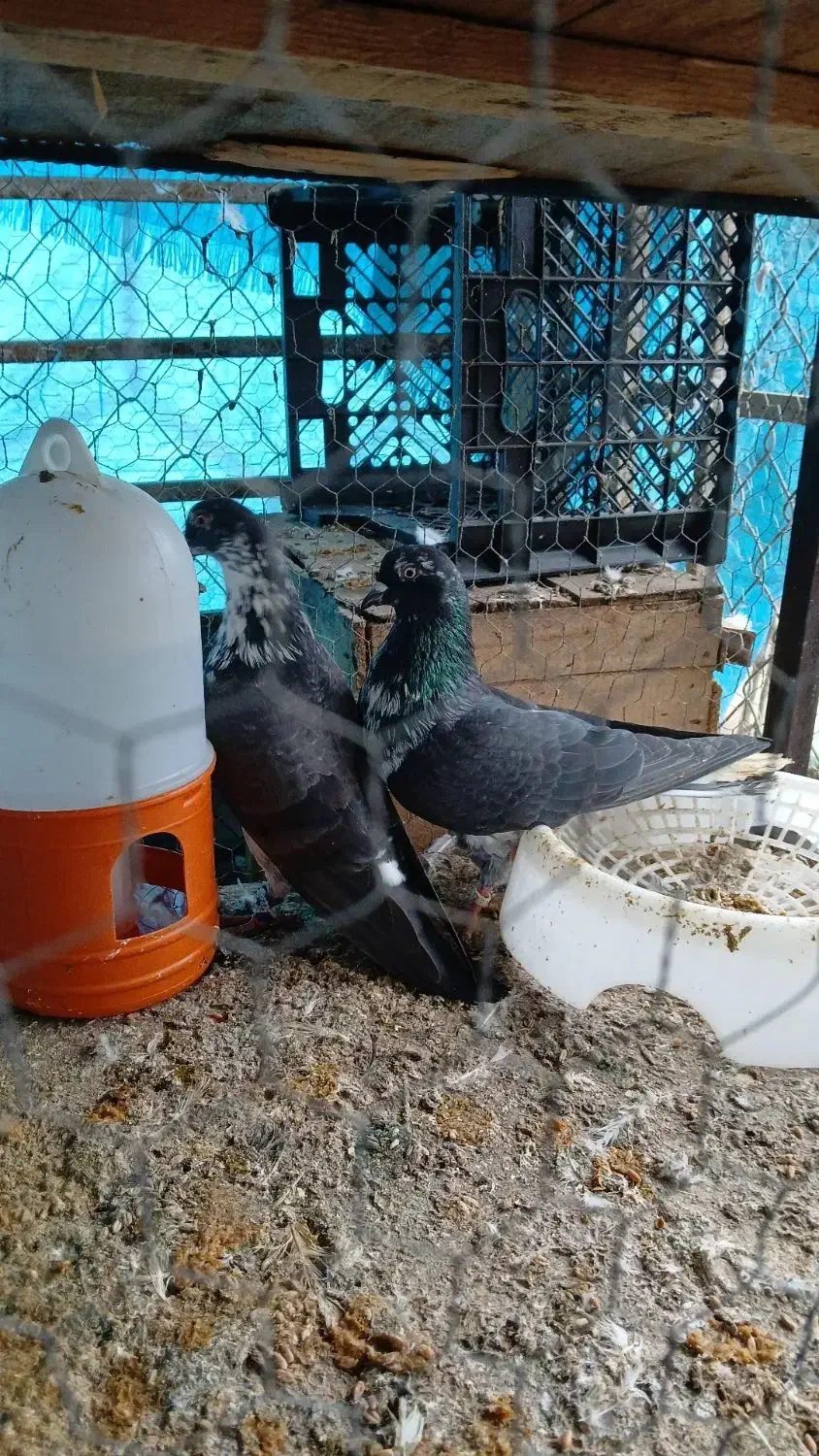 کبوتر پرشی ساعت بالا|پرنده|نوشهر, |دیوار