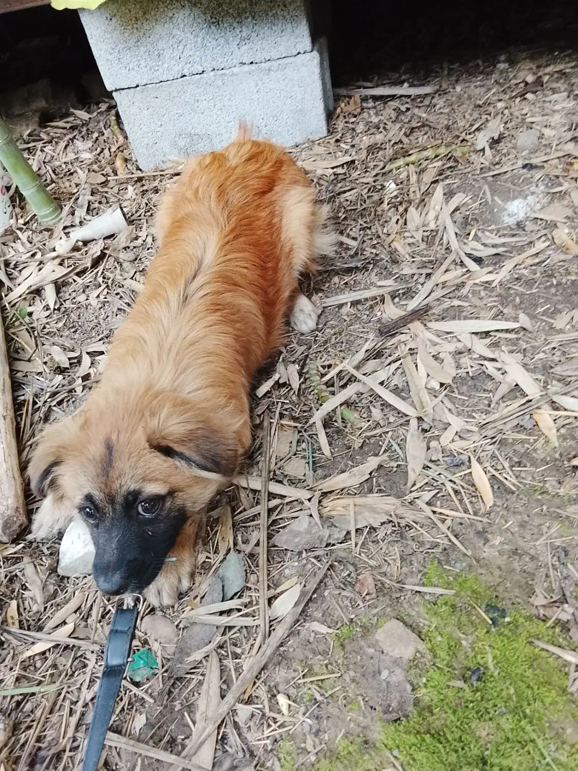 فروش سگ ترییر|سگ|چالوس, |دیوار