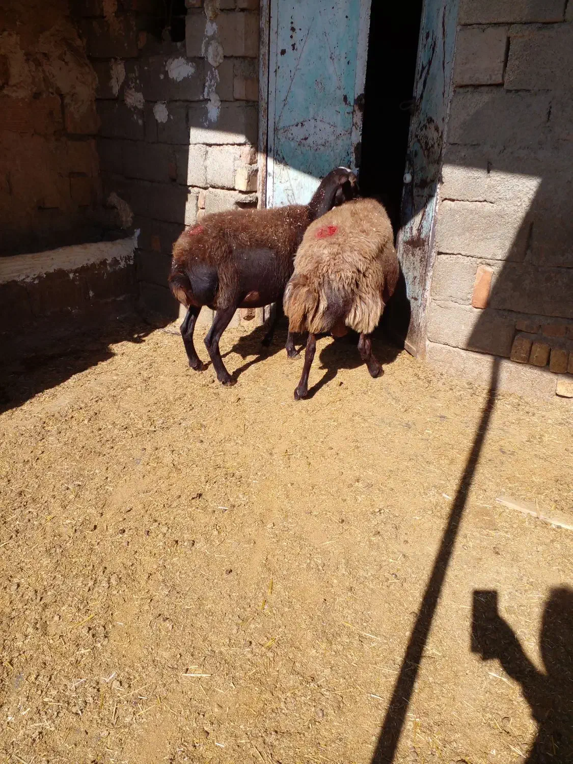 دو عدد میش ابستن|حیوانات مزرعه|کوهدشت, |دیوار