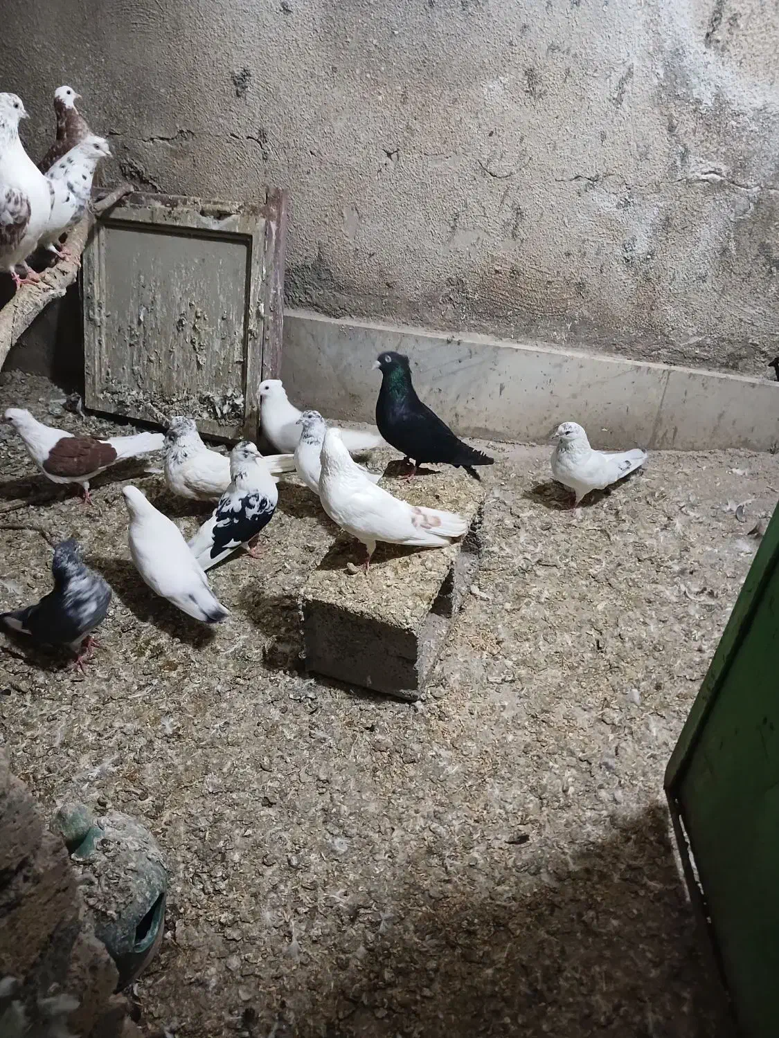 کبوتر تهرانی|پرنده|طالقان, |دیوار