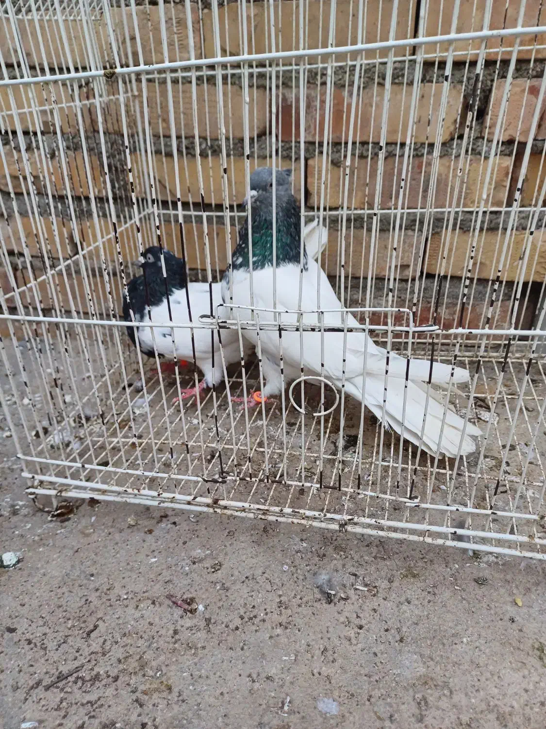 کفتر|پرنده|آزادشهر, |دیوار