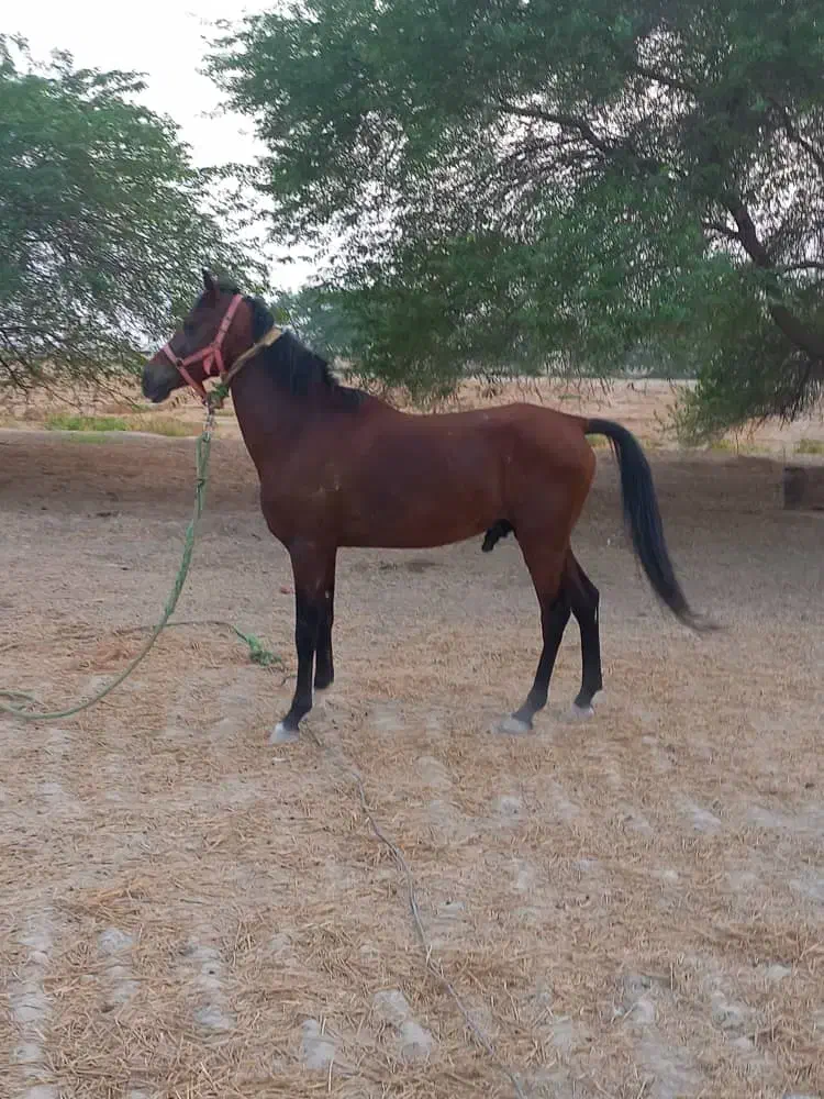 اسب نر  اصل عرب|حیوانات مزرعه|هندیجان, |دیوار