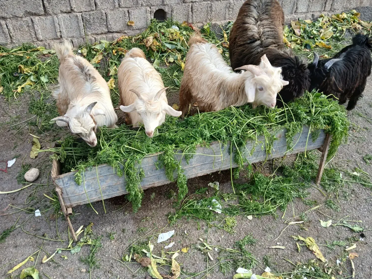 ۴عدد بزغاله|حیوانات مزرعه|دزفول, |دیوار