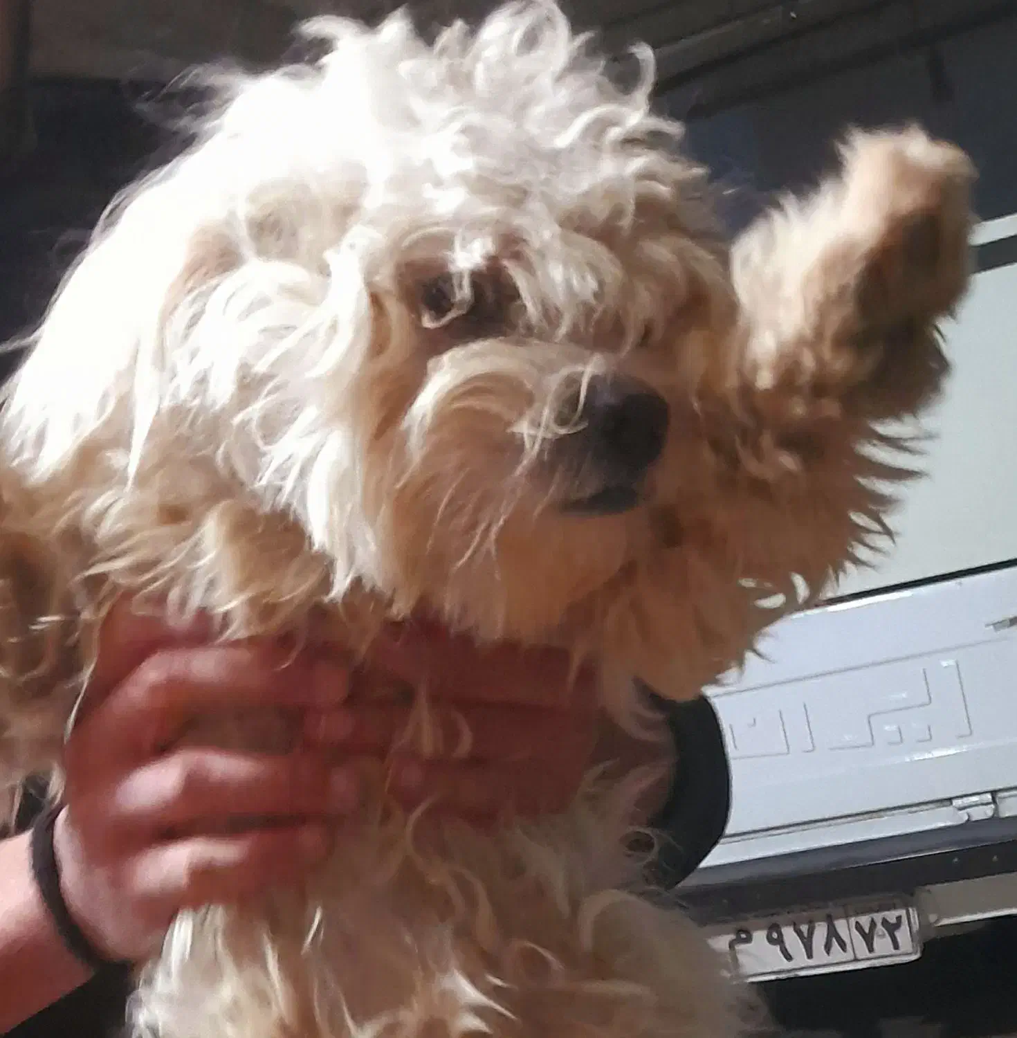 سگ مالتیز کراس ماده ۶ماهه|سگ|آمل, |دیوار