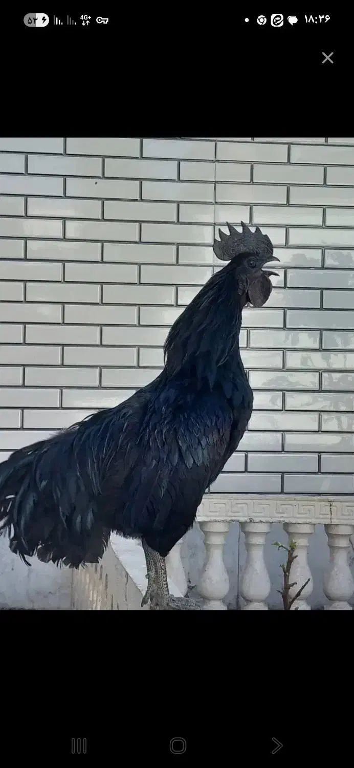 فروش فوری یک جفت خروس ایام سامانی|حیوانات مزرعه|پیر بکران, |دیوار