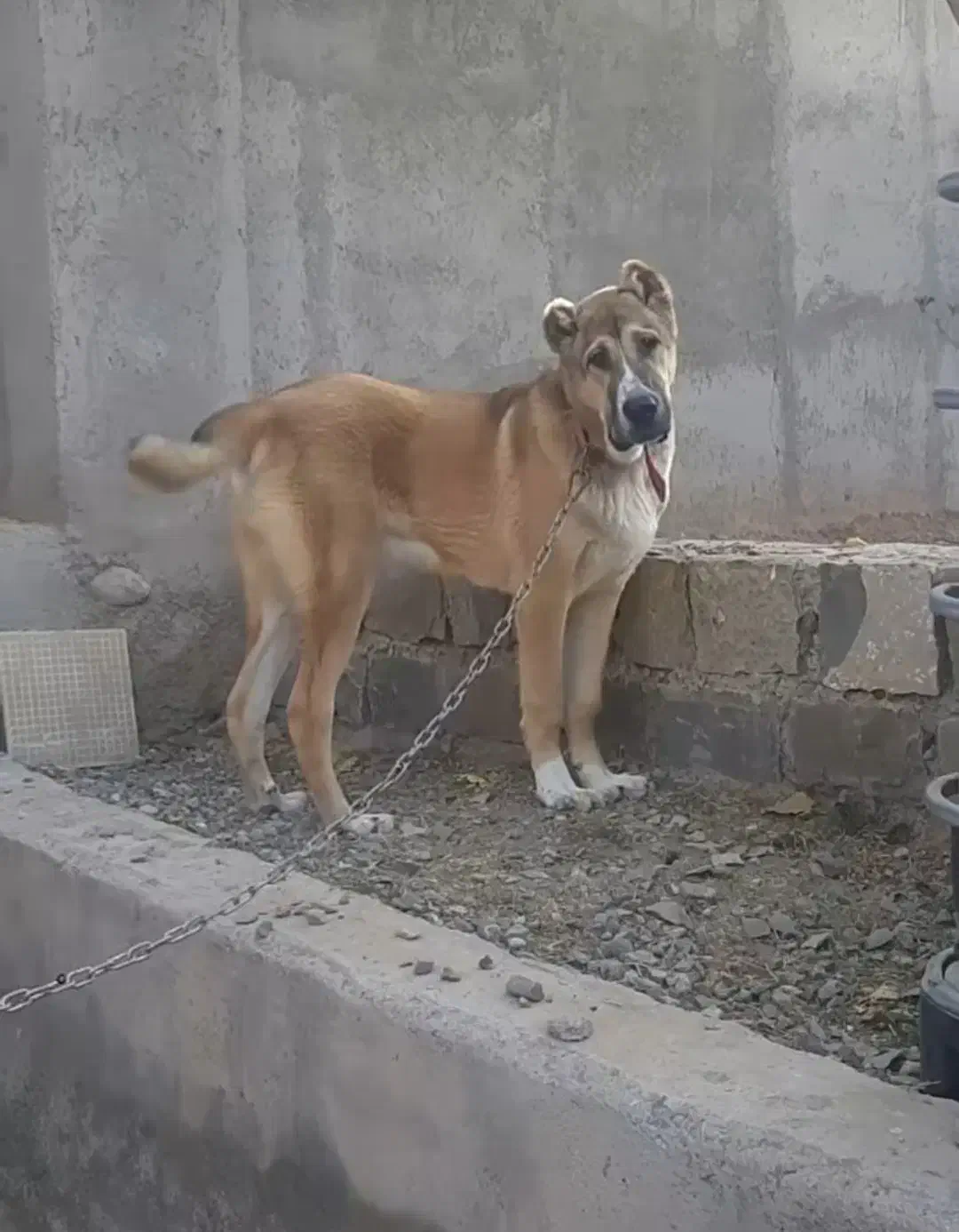 توله گمشده|حیوانات|نیشابور, مازول|دیوار