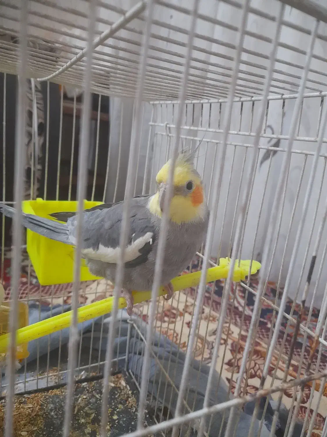 عروس هلندی|پرنده|مشهد, قائم|دیوار