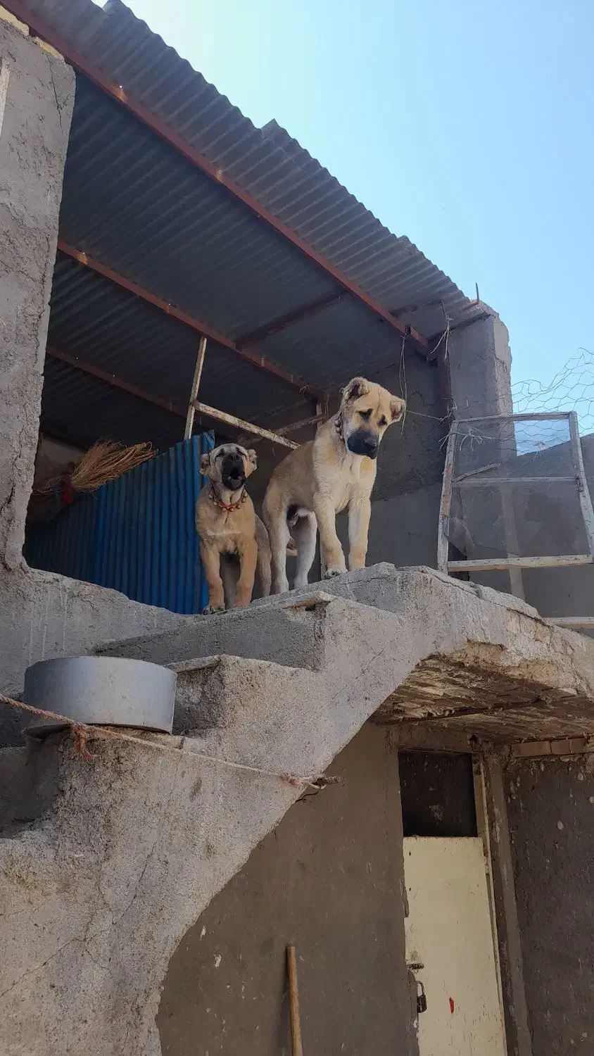 توله نژاد دار|سگ|نیشابور, خط کاشمر|دیوار