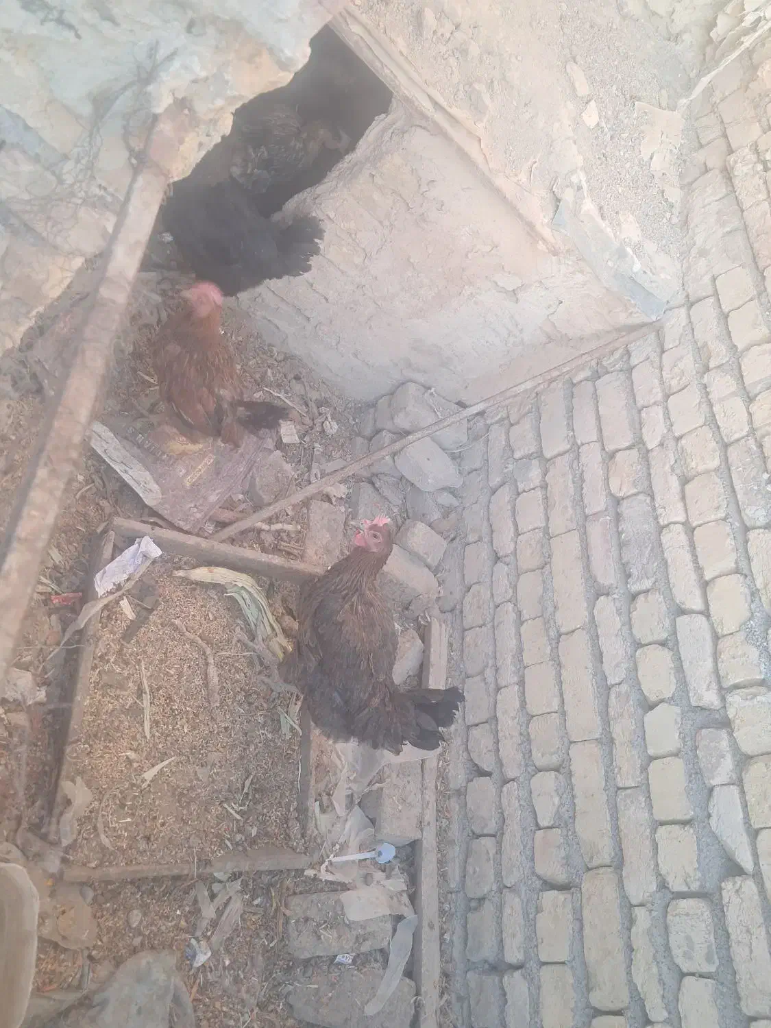 مرغ بومی|حیوانات مزرعه|دهق, |دیوار