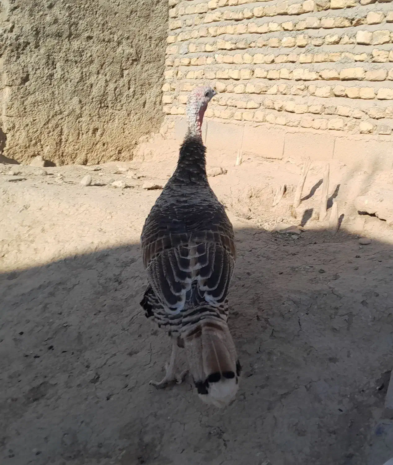 فروش بوقلمون|حیوانات مزرعه|فسا, |دیوار