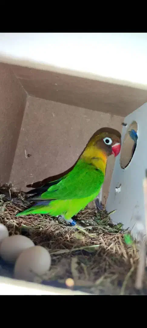 پک مکمل تقویتی + آماده سازی پرندگان طوطیسان|لوازم جانبی حیوانات|سراوان, |دیوار