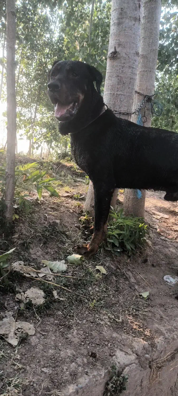 سگ رتوایلر نر یک سال و نیم|سگ|سنگر, |دیوار