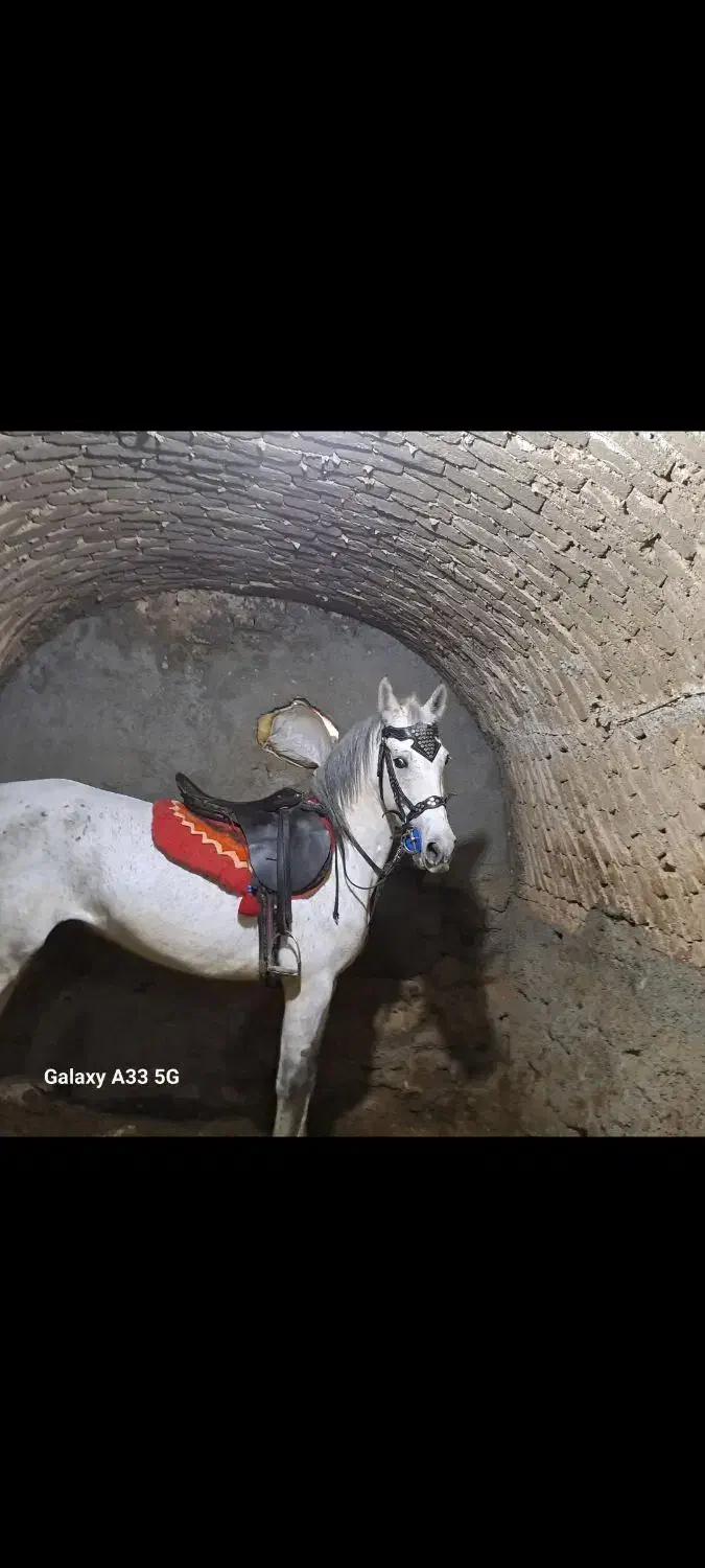 اسب کرد|اسب و تجهیزات اسبسواری|درگزین, |دیوار