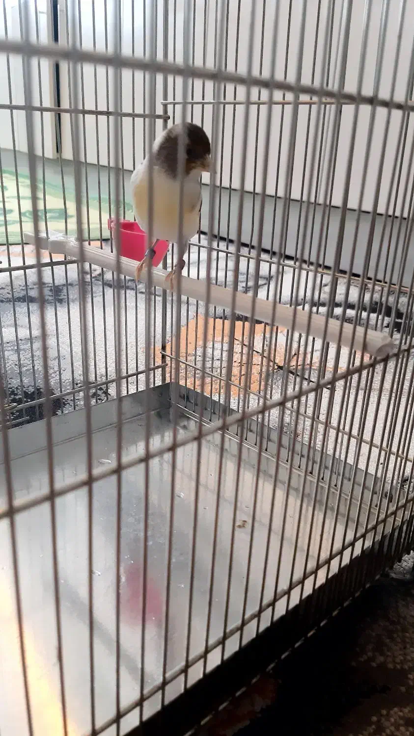 سهره قناری ابلغ|پرنده|بروجرد, |دیوار