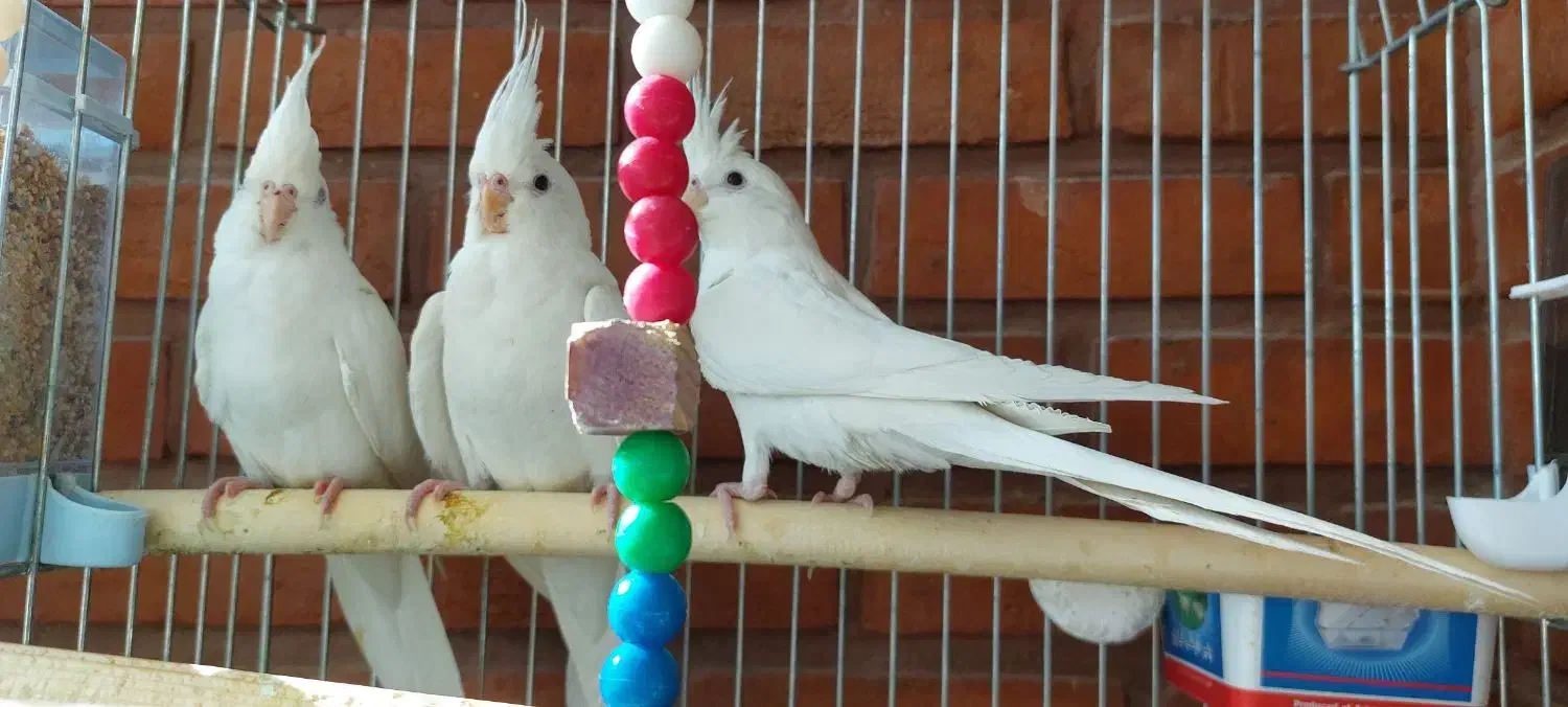 سه تا عروس هلندی آلبینو|پرنده|لواسان, |دیوار