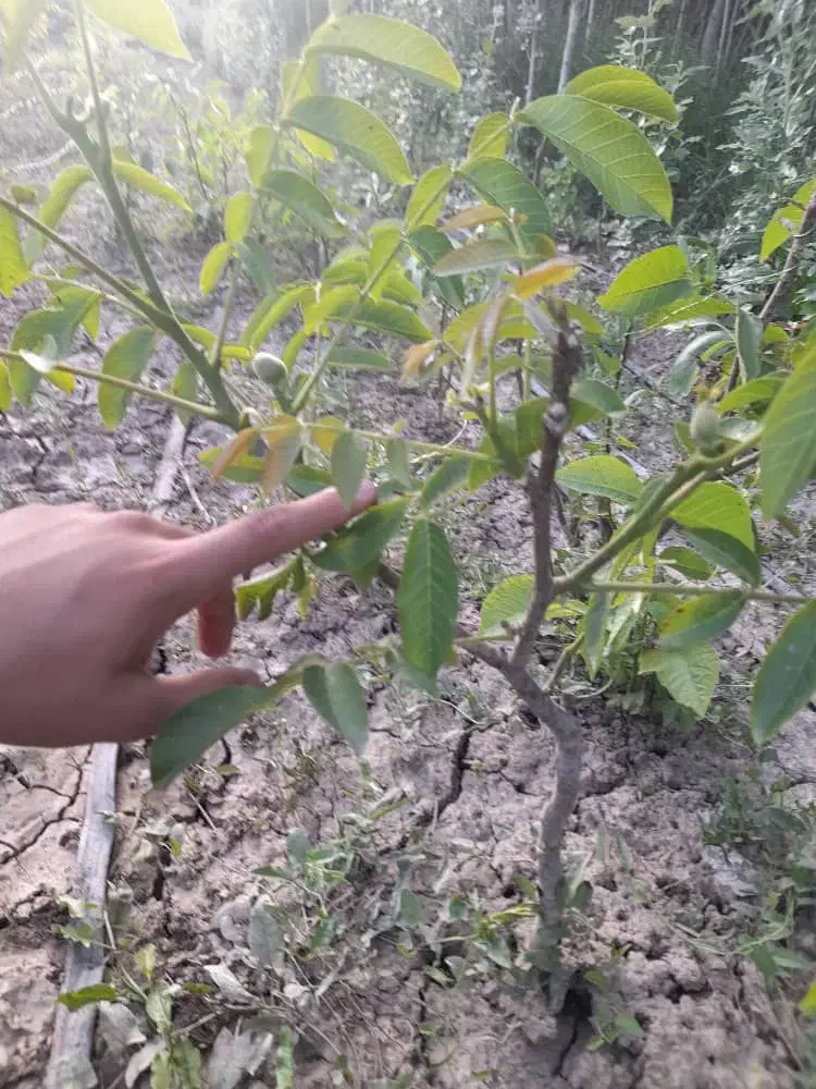 نهال گردو|خدمات باغبانی و درختکاری|شیراز, شهرک قمشه|دیوار