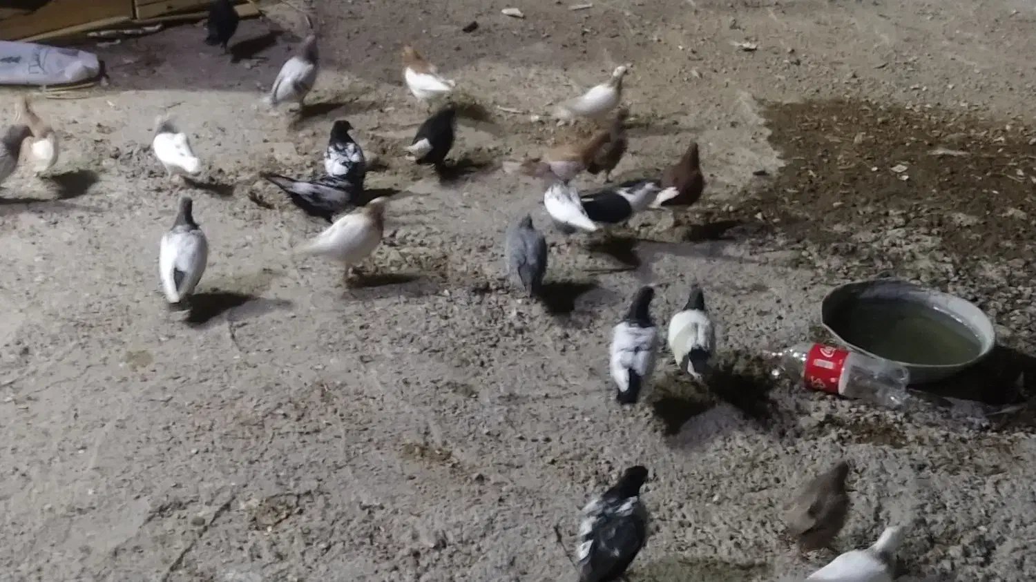 رنگی برای پروندن|پرنده|بهبهان, |دیوار