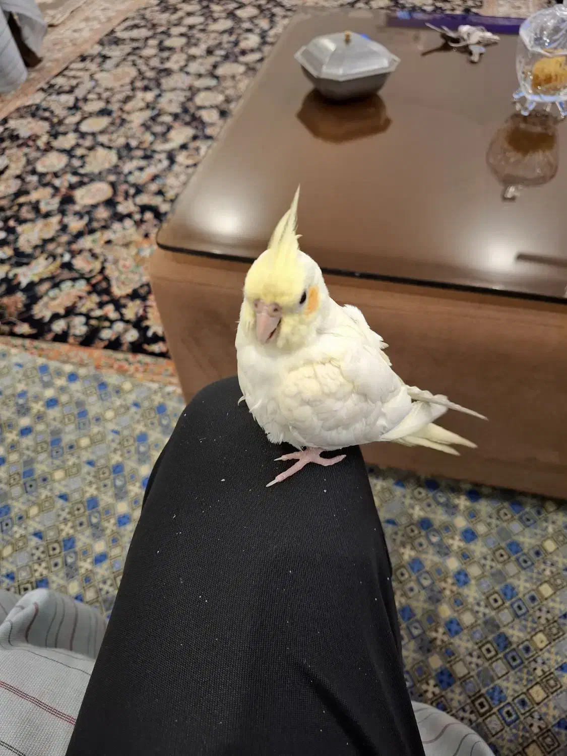 عروس هلندی|حیوانات|قم, چهل درخت‎|دیوار