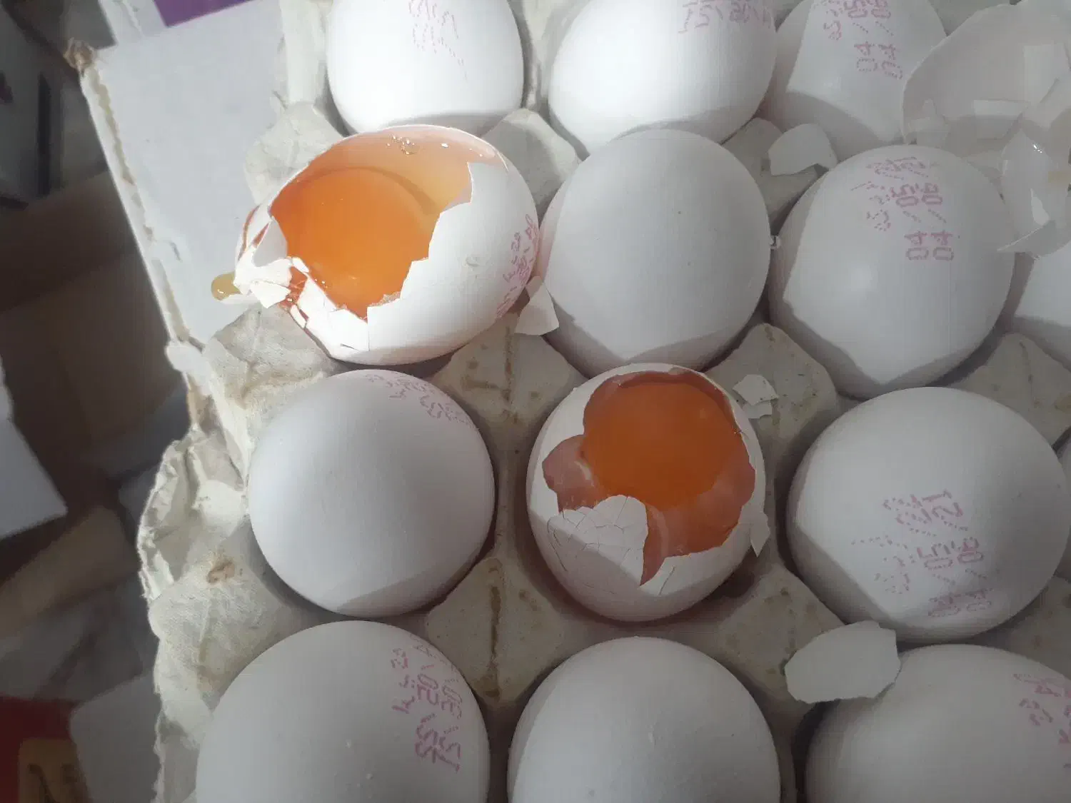 فروش کلی و جزئی تخم مرغ زرده طلایی اریکه|خوردنی و آشامیدنی|کرج, پیشاهنگی|دیوار