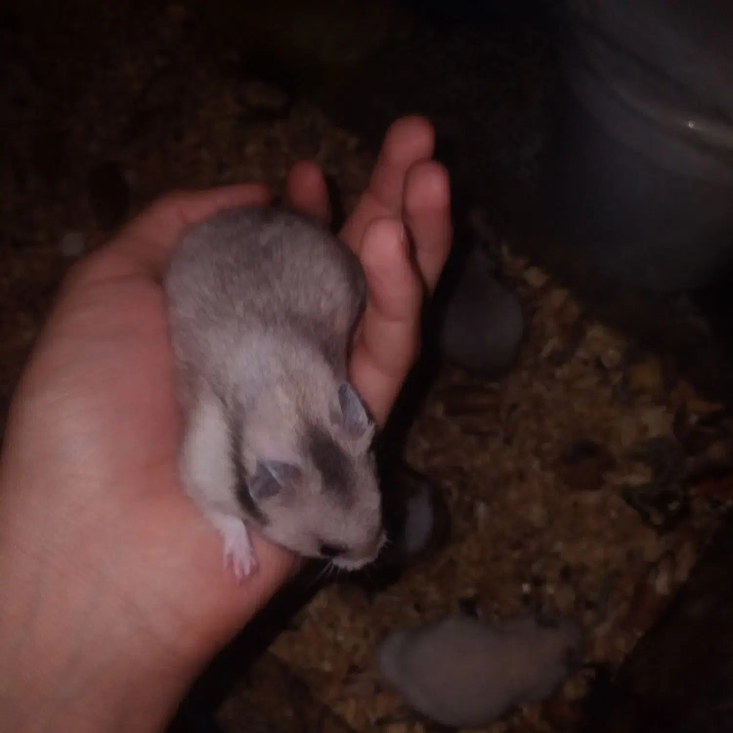 همستر خرگوش|موش و خرگوش|کرمانشاه, |دیوار