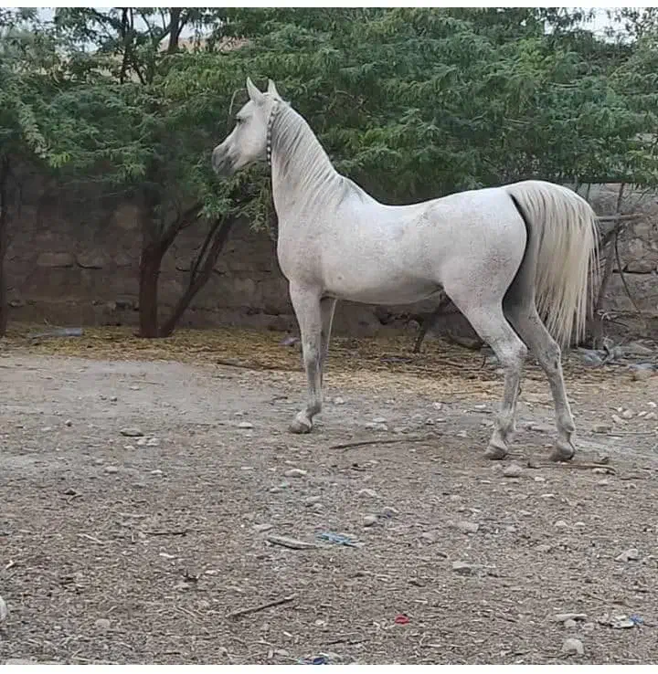 اسب زولفا تقوی|حیوانات مزرعه|شیراز, گود خزینه|دیوار