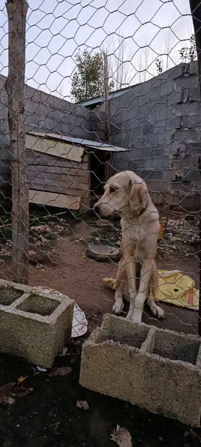 واگذاری عراقی|سگ|صومعه‌سرا, |دیوار