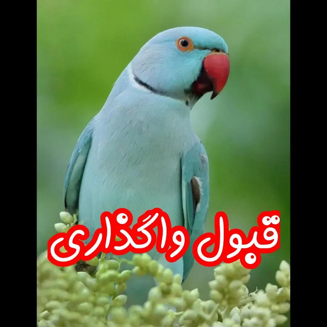 قبول واگذاری پرنده مریض ، سالم نیاز به درمان و...|پرنده|کرج, گوهردشت|دیوار