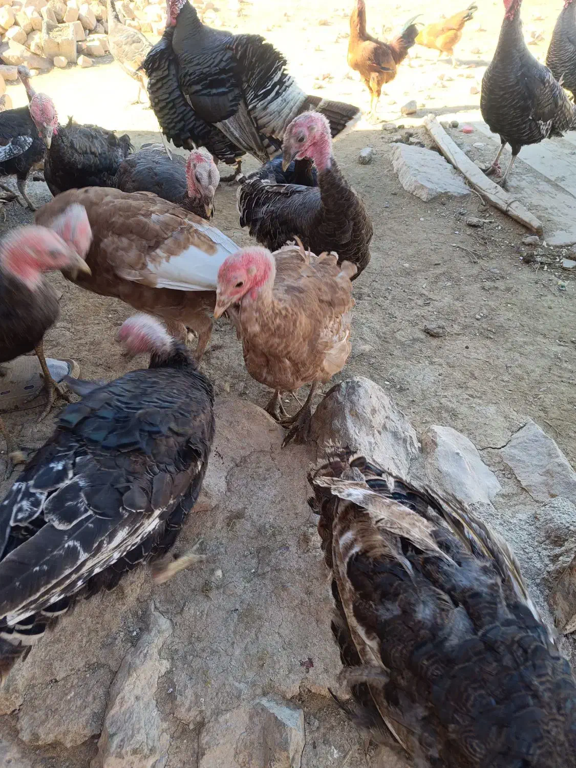 بوقلمون|حیوانات مزرعه|سیدآباد, |دیوار