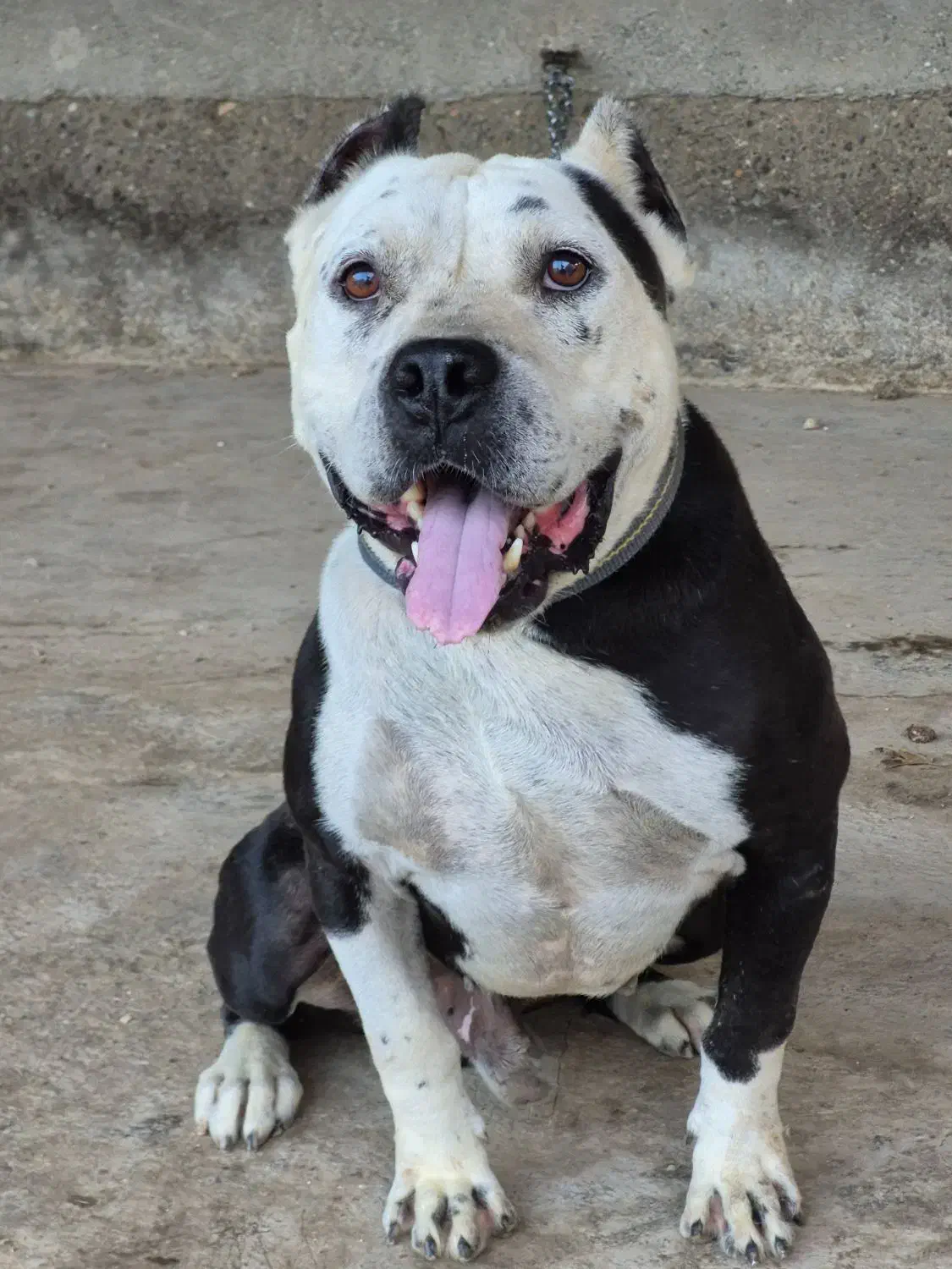 پیتبول تریر|سگ|آق قلا, |دیوار