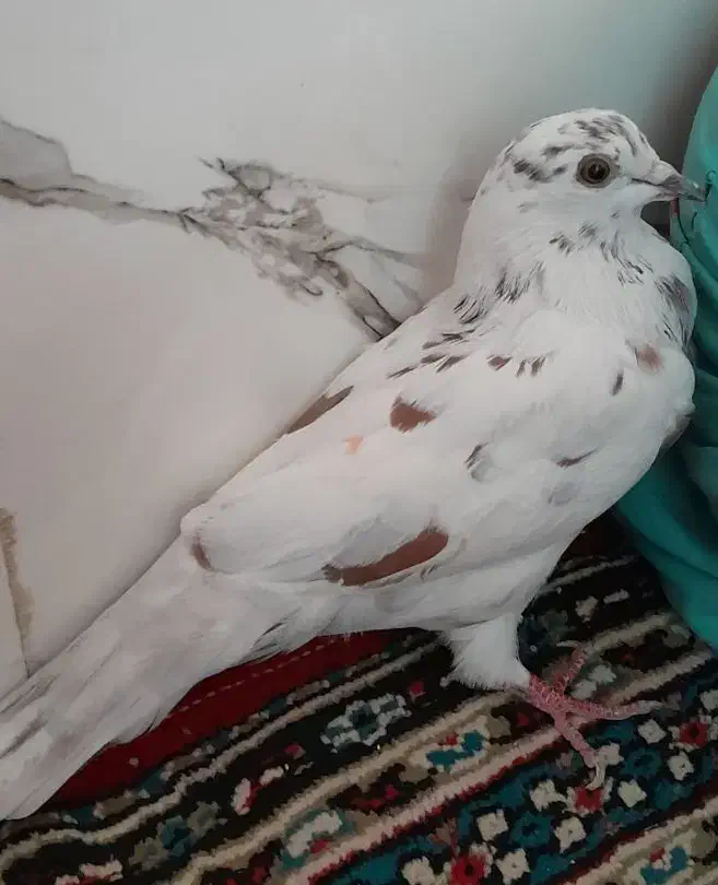 کفتر گمشده|حیوانات|رباطکریم, نوده|دیوار