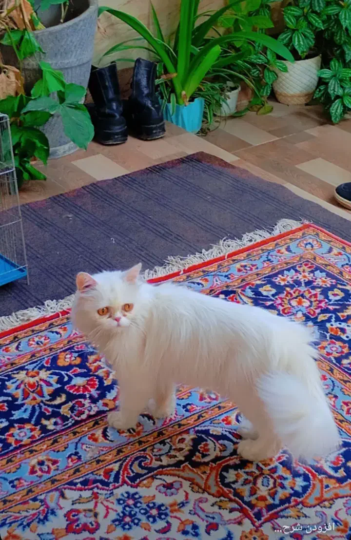 گربه پرشین همراه با دوتا بچه|گربه|گرگان, |دیوار