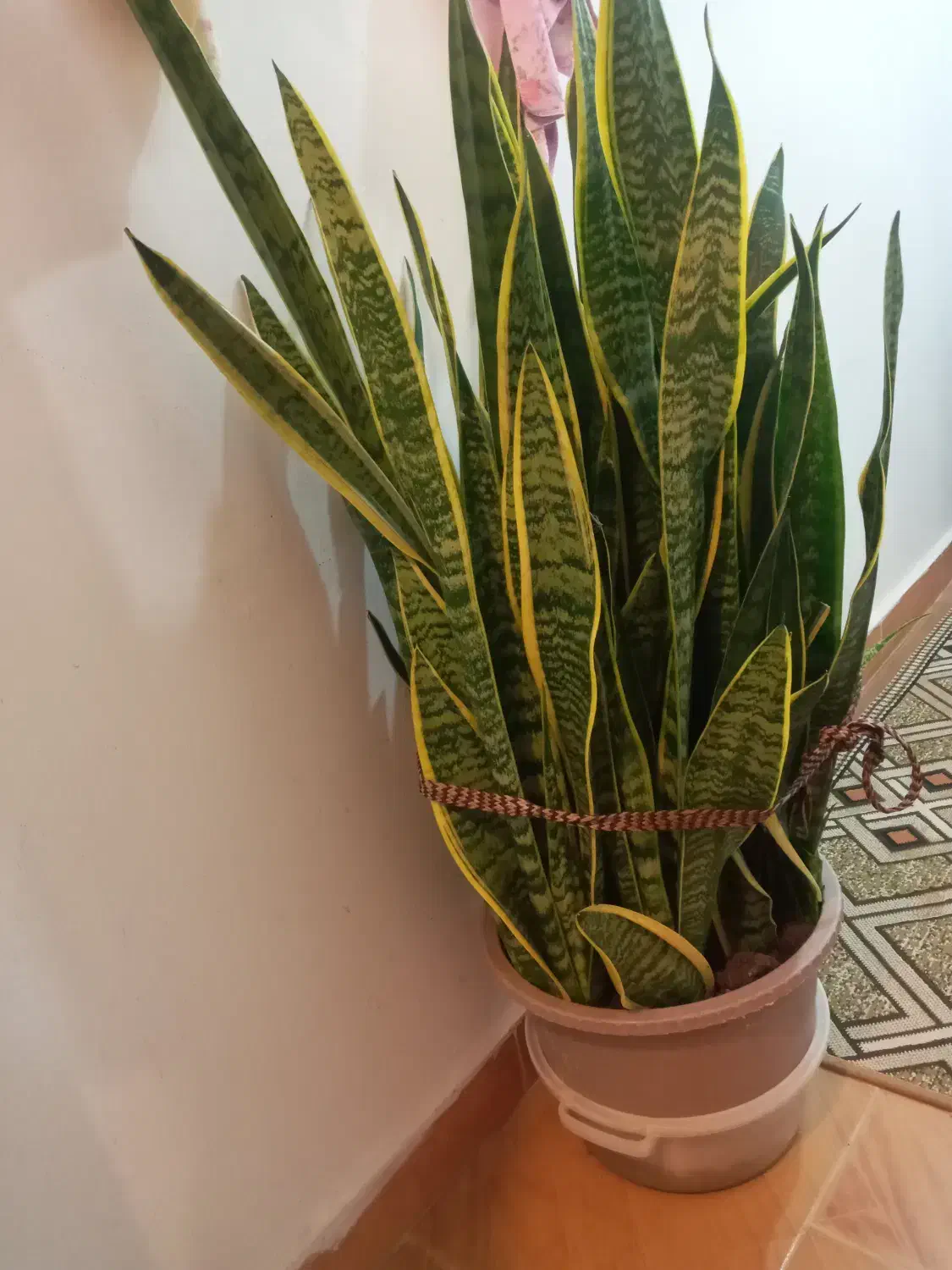 گل سانسوریا|گل و گیاه طبیعی|بندر انزلی, چهارفریضه|دیوار